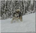 Sheena 11-2008 1